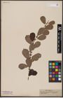 Foto von Salix aurita L.